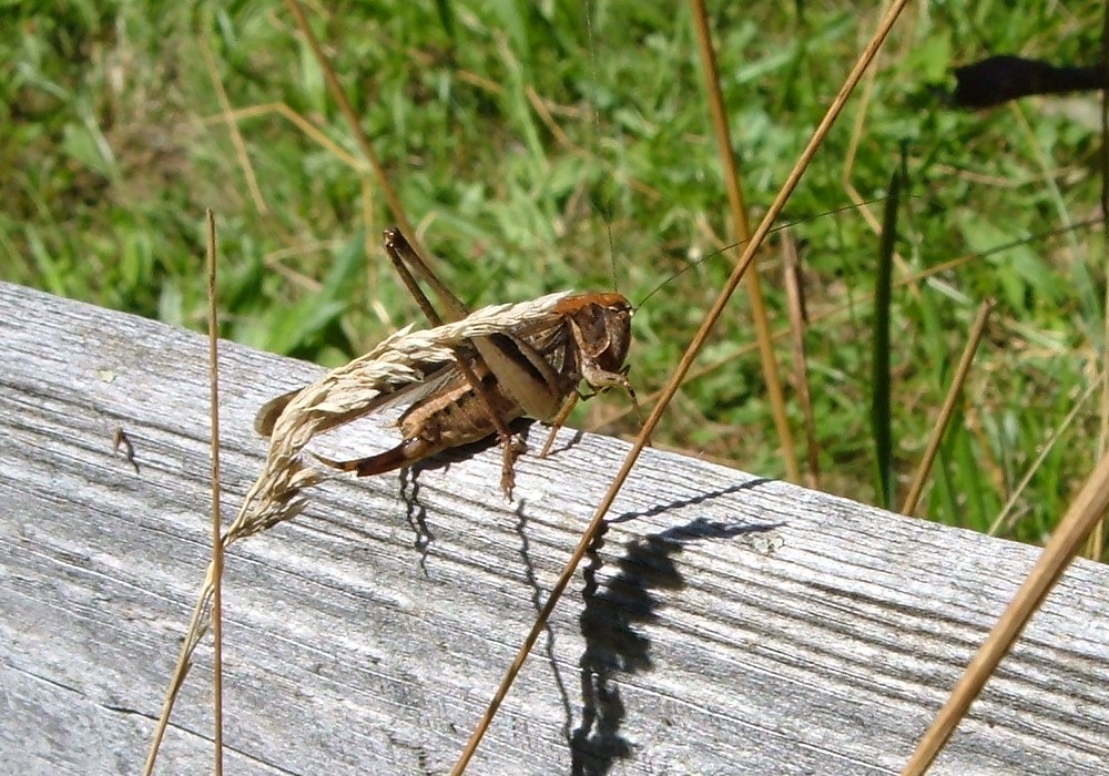 Ortotteri delle Orobie valtellinesi (Sondrio)